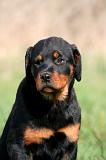 ROTTWEILER 609